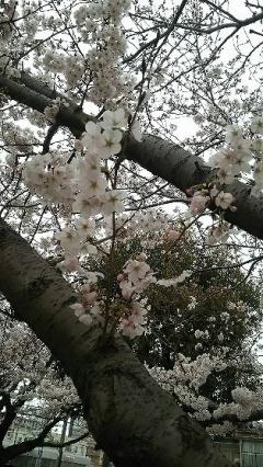 花見